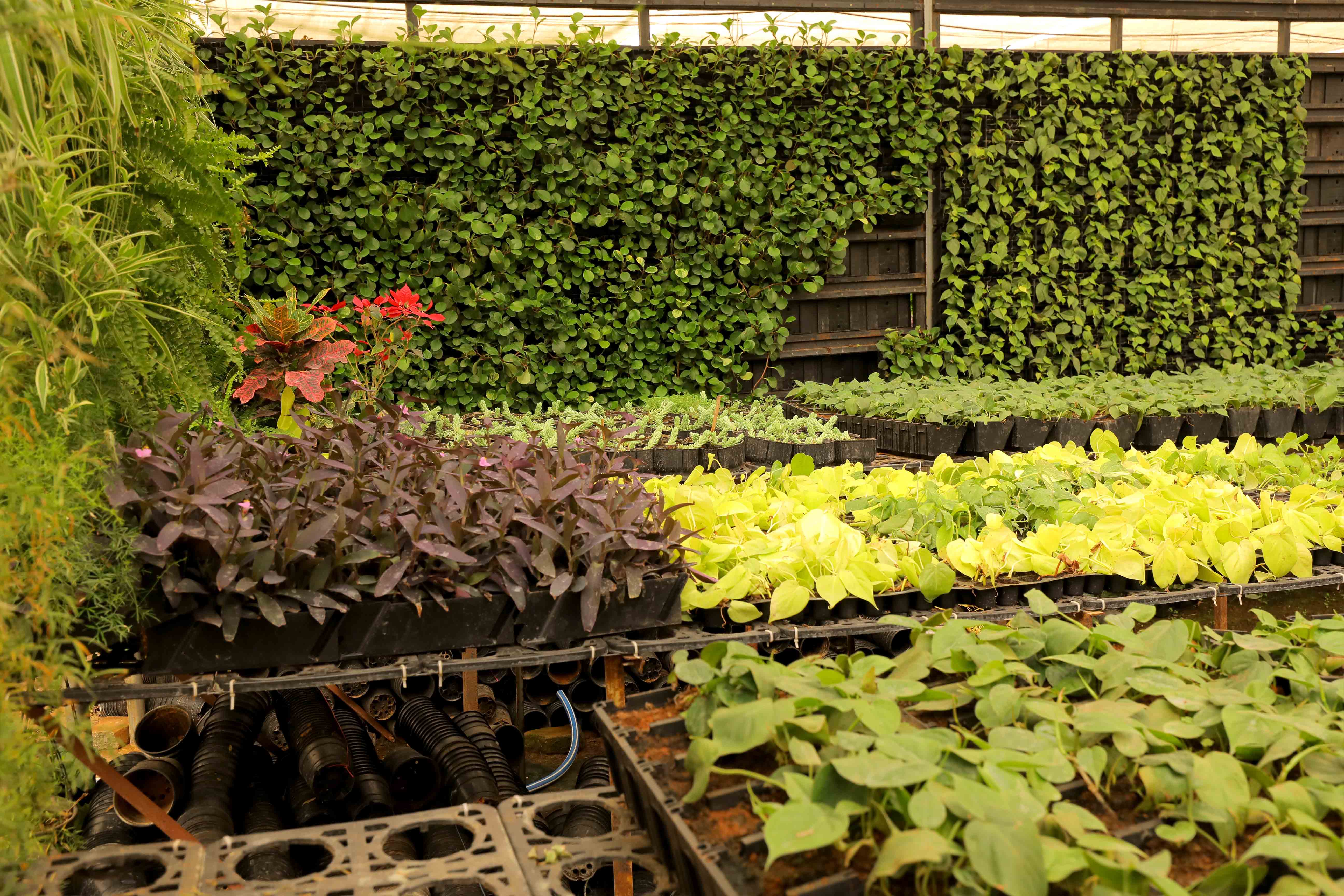 Sbl Farms Green walls and Living walls, Vertical Garden, Bio Curtains